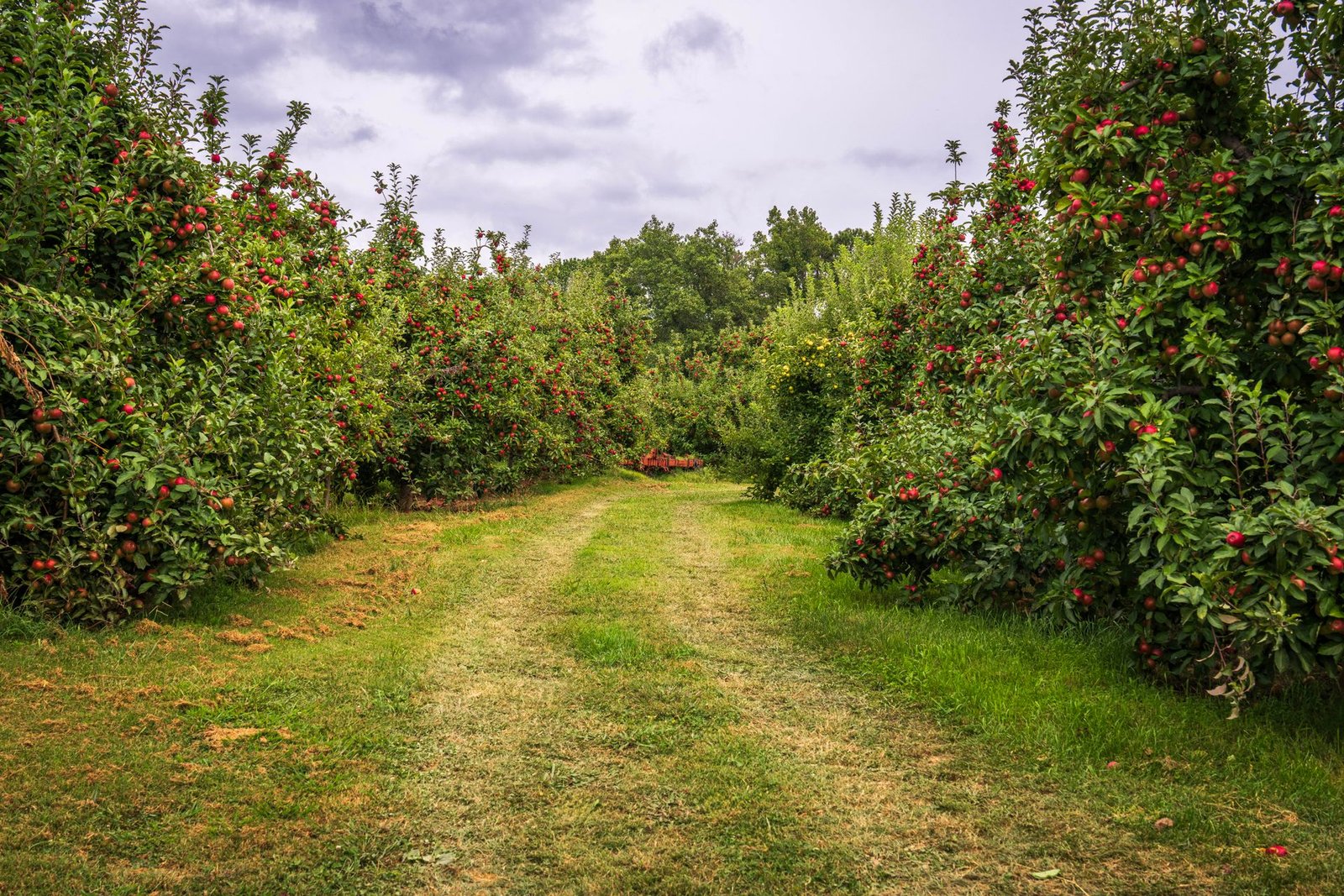 Apple orchard autumn fall wallpaper