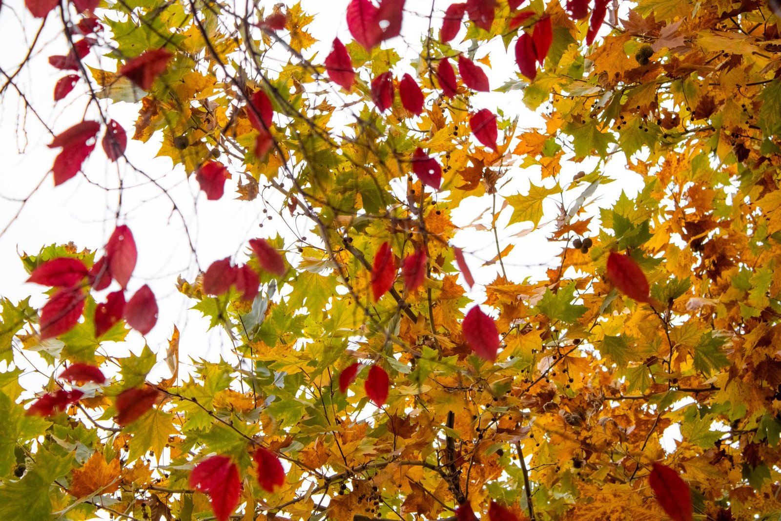 Colorful autumn leaves fall wallpaper