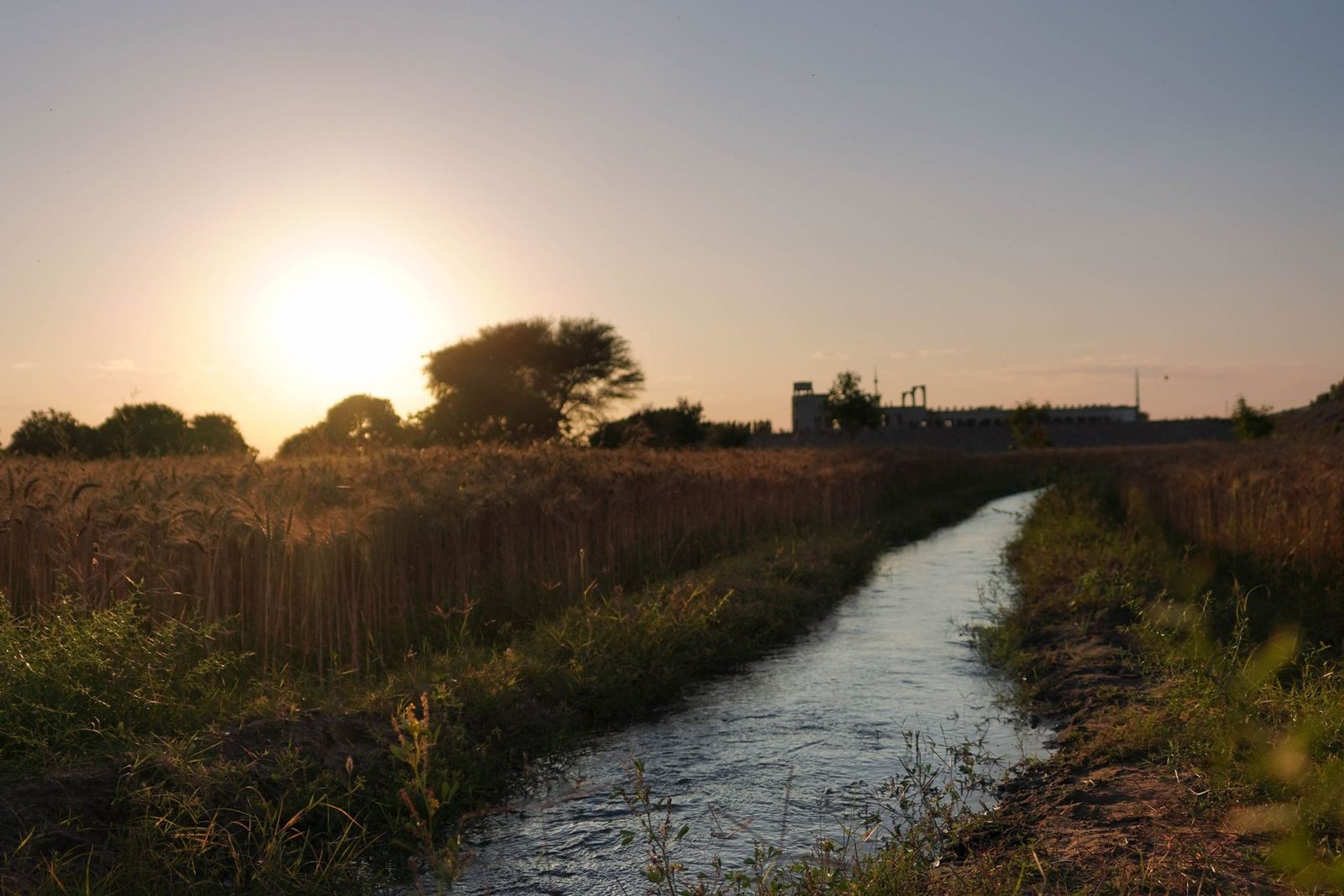 Golden harvest sunset fall wallpaper