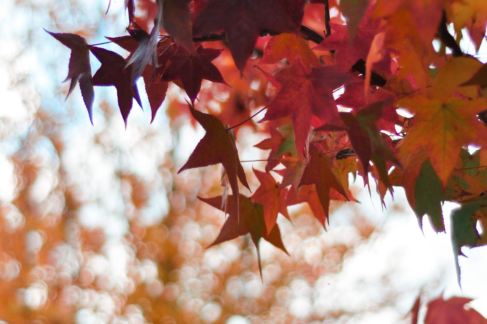 Red maple leaf fall wallpaper