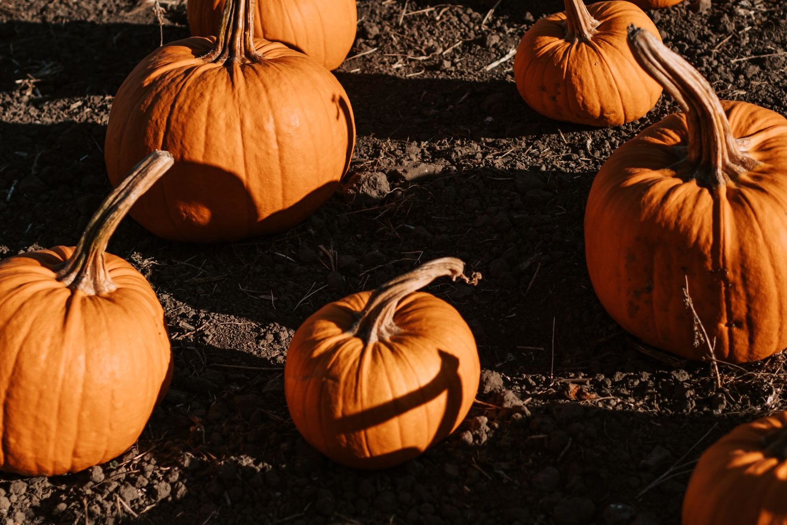 Pumpkin field fall wallpaper