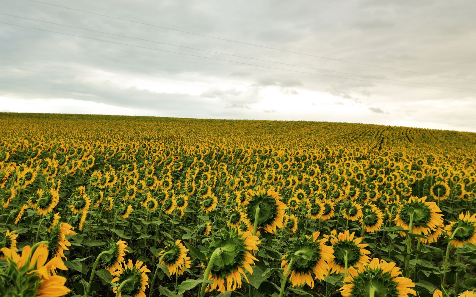 Fall sunflower field wallpaper