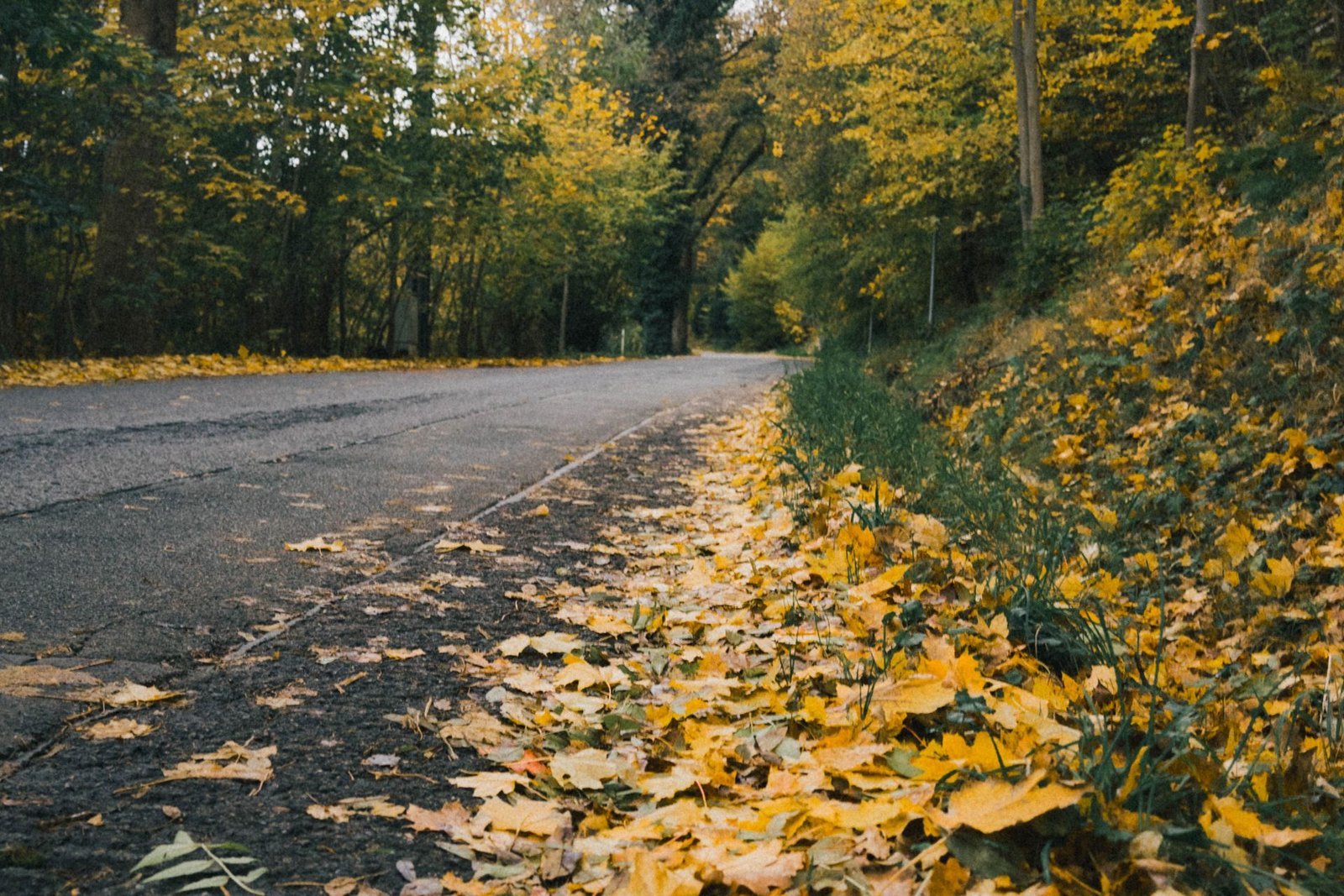 Autumn woodland road fall wallpaper