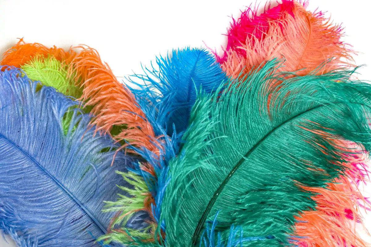 Feather turkey Thanksgiving craft for kids