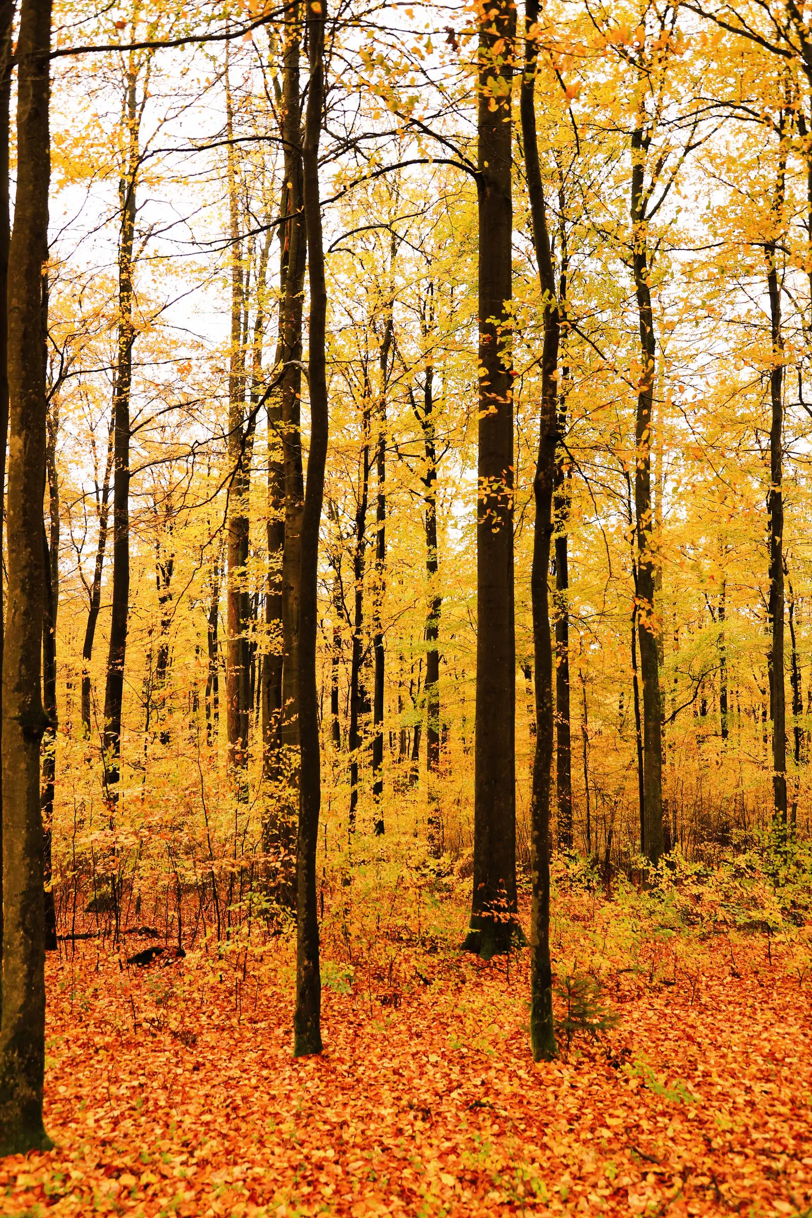 Golden autumn forest Thanksgiving wallpaper