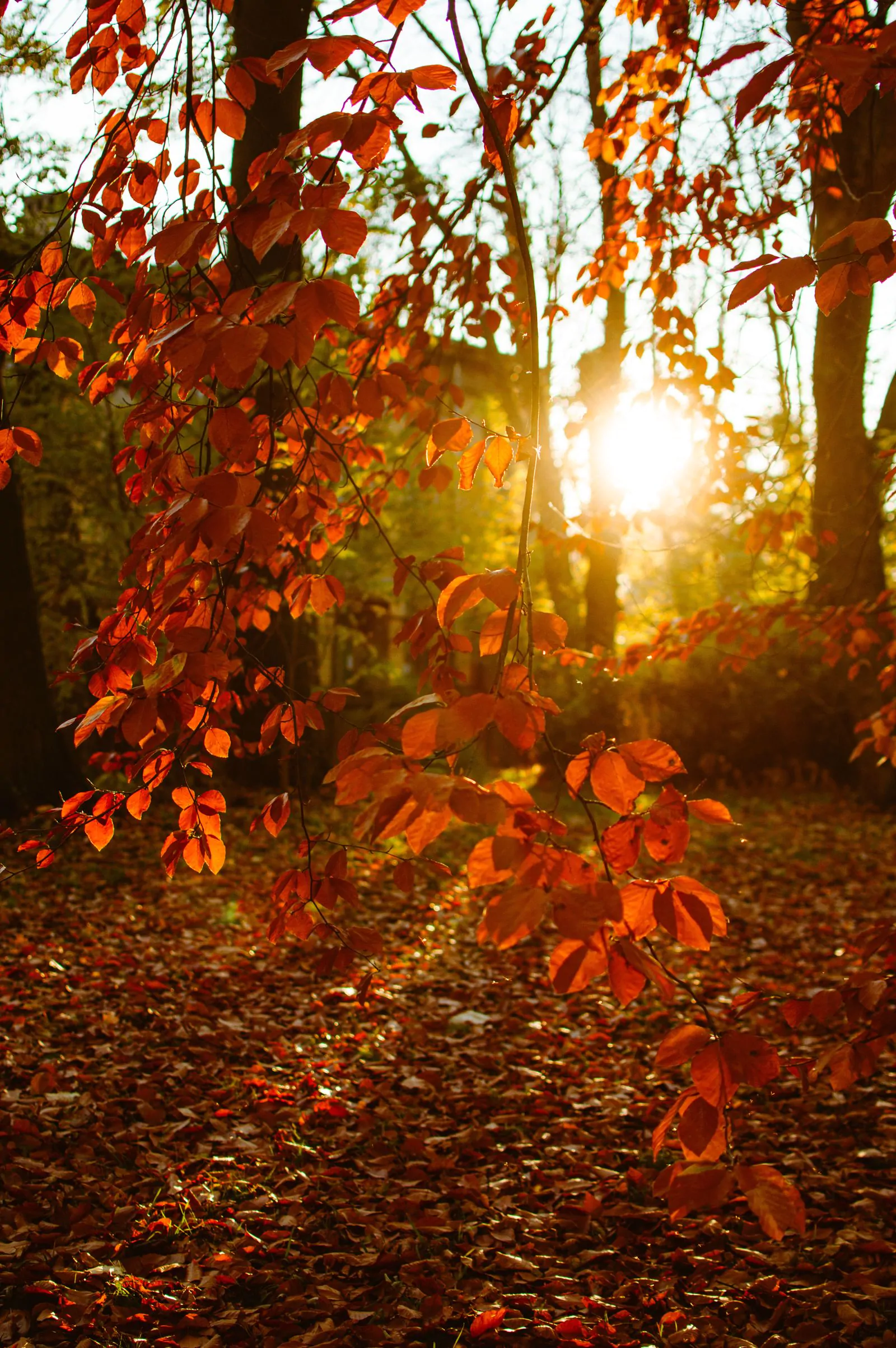Autumn sunset Thanksgiving wallpaper