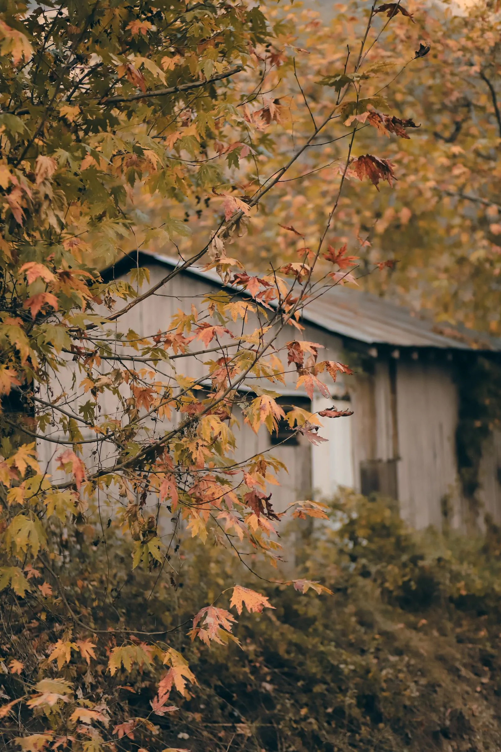 Cozy cabin in fall Thanksgiving wallpaper