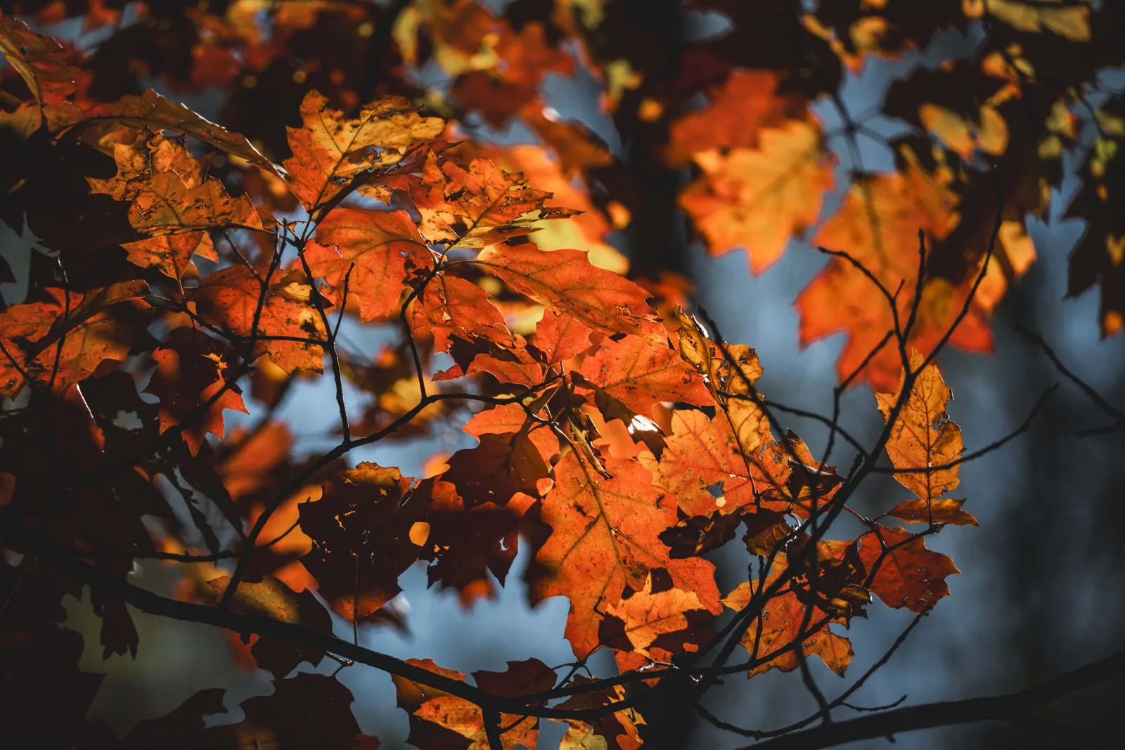 Colorful fall leaves Thanksgiving wallpaper