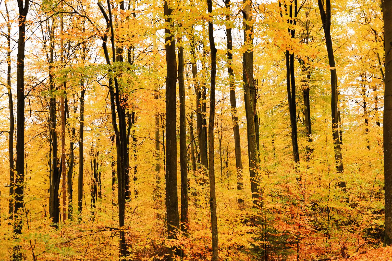 Golden autumn trees Thanksgiving wallpaper