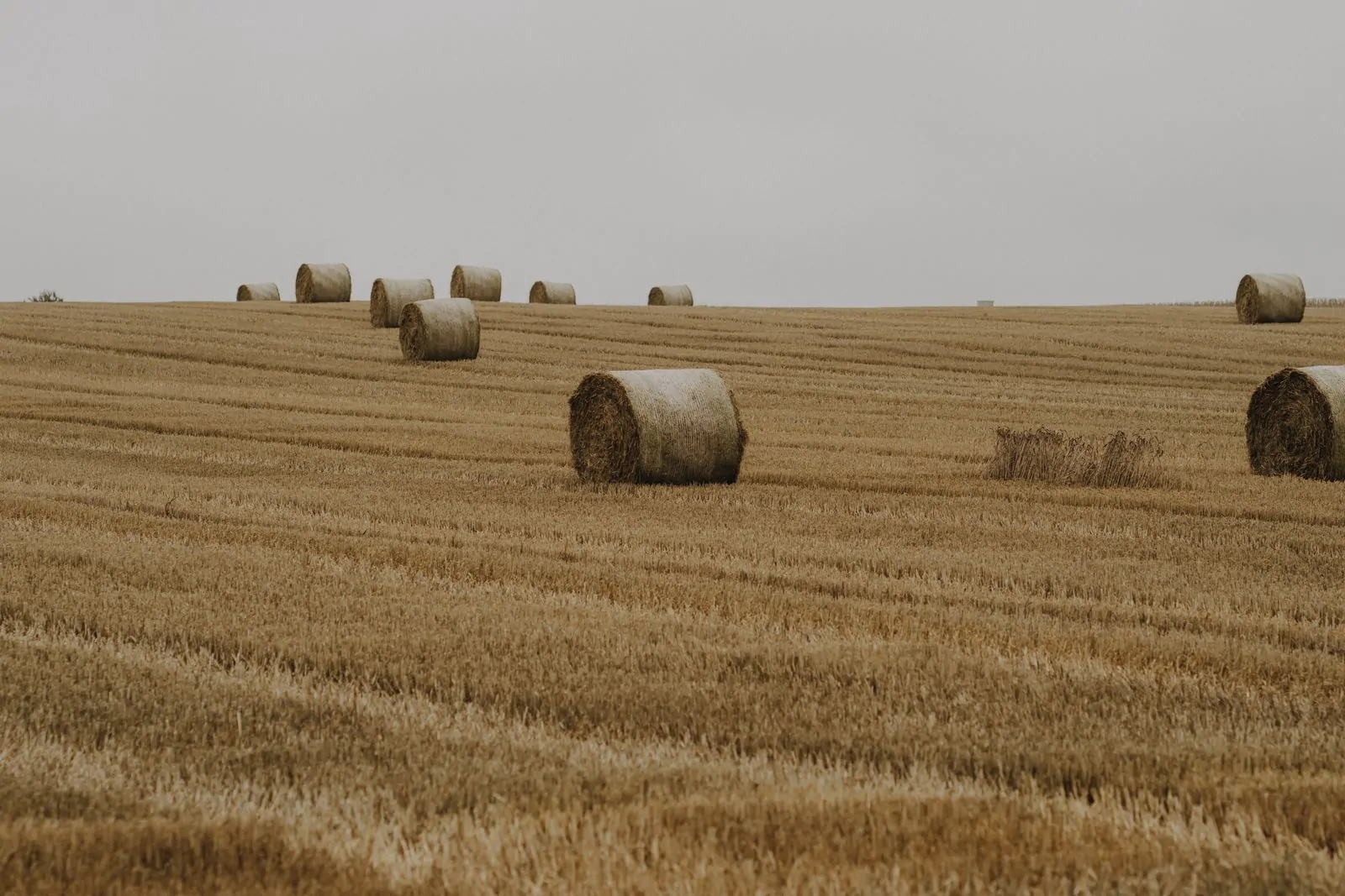 Harvest field autumn Thanksgiving wallpaper