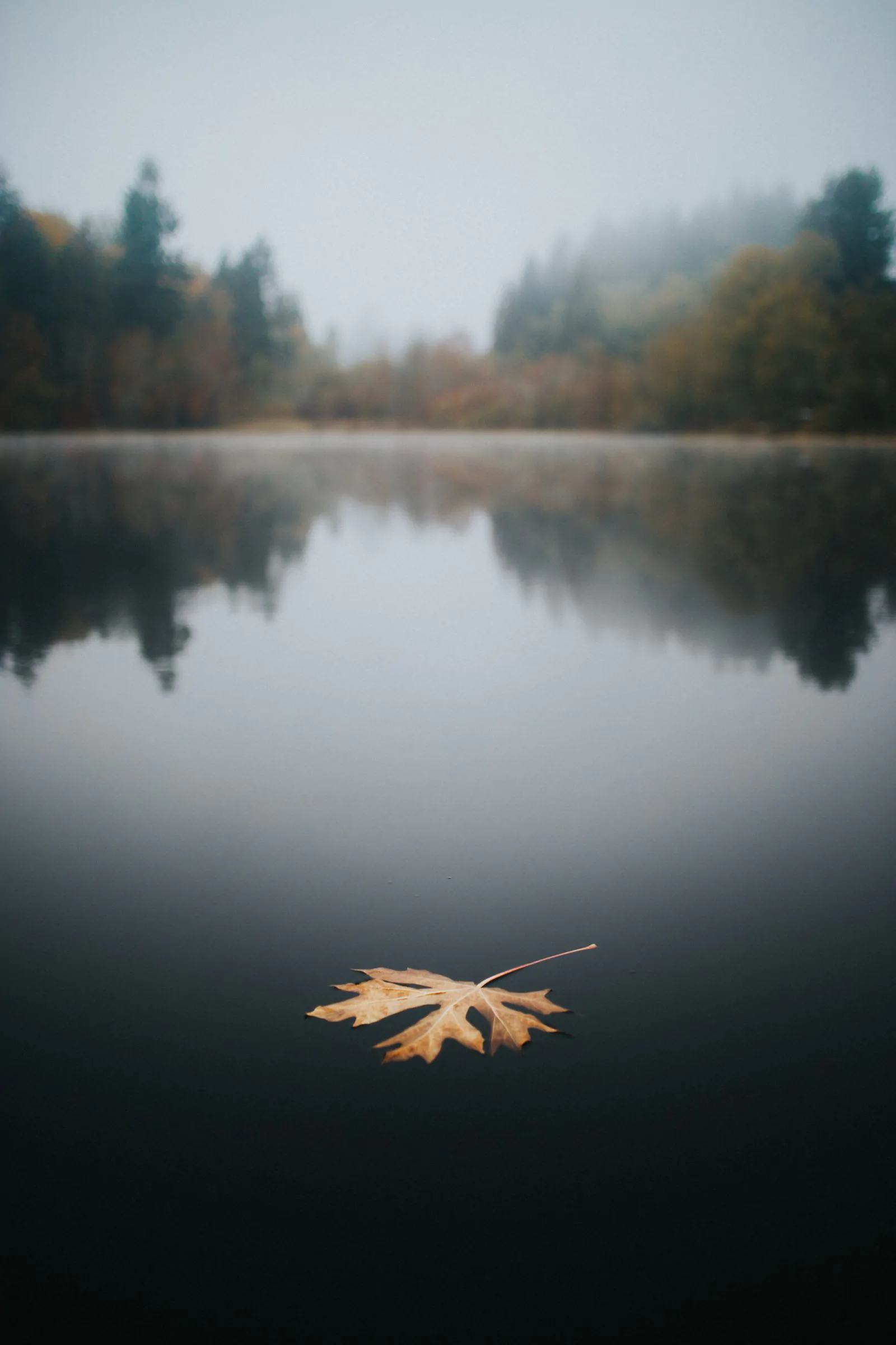 Red maple leaf Thanksgiving wallpaper