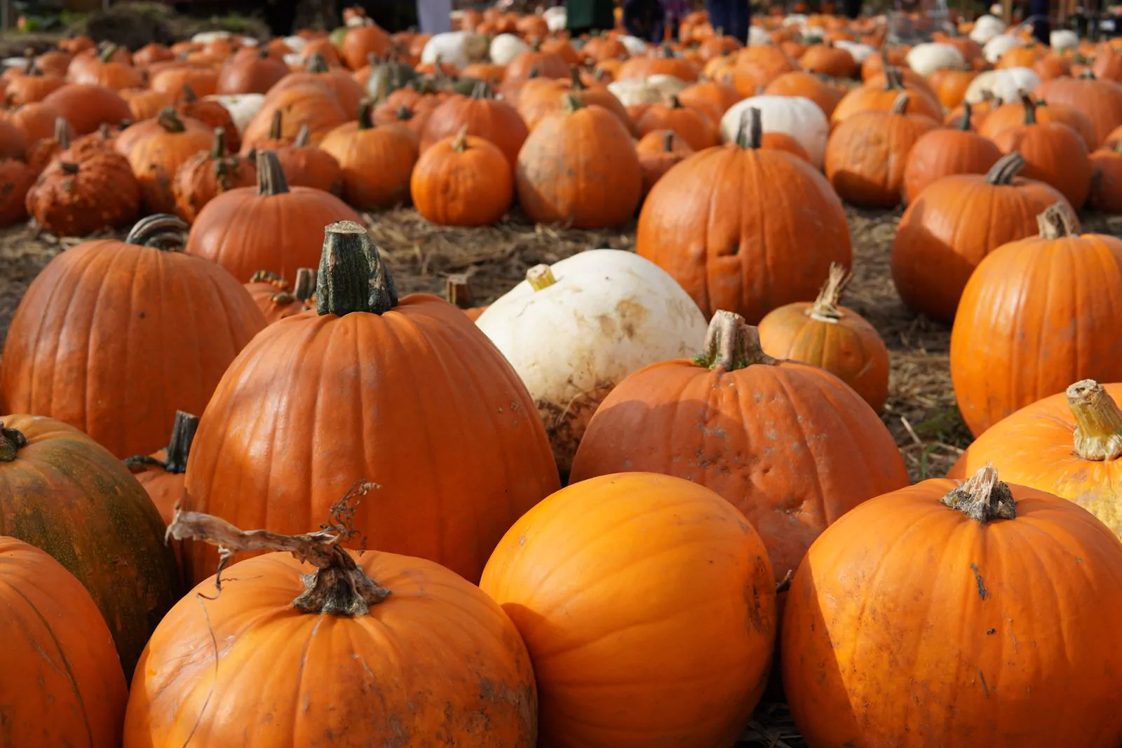 Pumpkin patch Thanksgiving wallpaper
